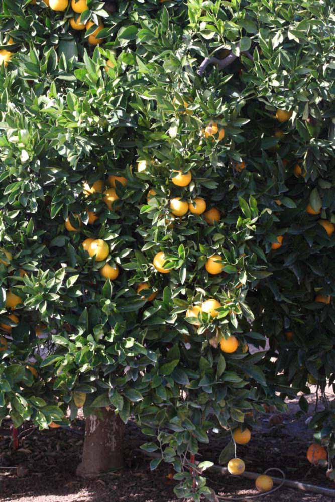            Habit (Riverside, CA)   